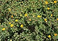 Shrubby cinquefoil (Potentilla fruticosa) bush