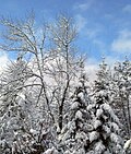 Vignette pour Forêt mixte laurentienne