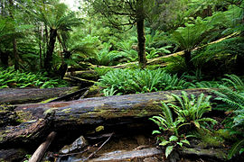 Dicksonia antarctica au parc national du Mont-Field, en Australie.