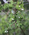 Mountain snowberry (Symphoricarpus rotundifolius) berries