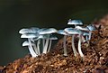 I funghi sono i principali decompositori nella maggior parte degli ambienti, qui illustrati Mycena interrupta. Solo i funghi producono gli enzimi necessari per decomporre la lignina, una sostanza chimicamente complessa che si trova nel legno.