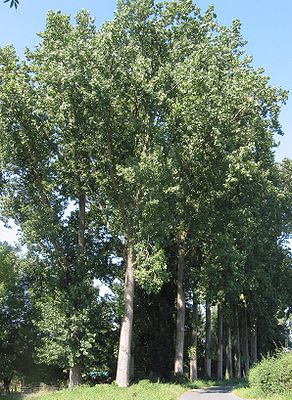 Kanaadsk papel (Populus x canadensis)