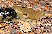 Mantle, note the prominent pneumostome