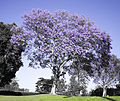 Jacaranda mekar kembang