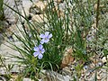 Flax flowers (Linum lewisii)