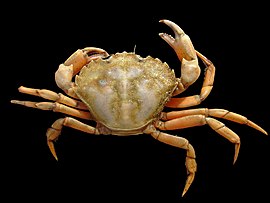 Strangekrabbe (Carcinus maenas)