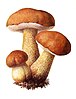 Tylopilus felleus