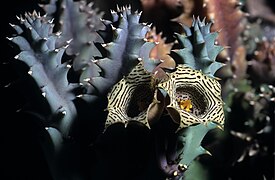 Huernia nouhuysii