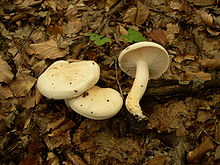 Hygrophorus penarius.JPG