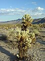 Cholla Cactus