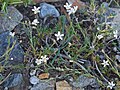 Kings sandwort (Arenaria kingii)