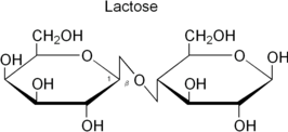 Lactose, een disacharide van β-D-galactose & β-D-glucose, dat door lactase gesplitst wordt.