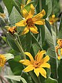 Mule ears (Wyethia mollis), closeup