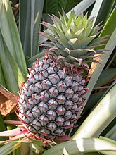 Ananas an de Plant