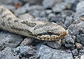 Kopf einer Schlingnatter (Coronella austriaca)