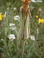 Tragopogon pratensis involucre