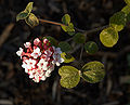 (Viburnum carlesii)