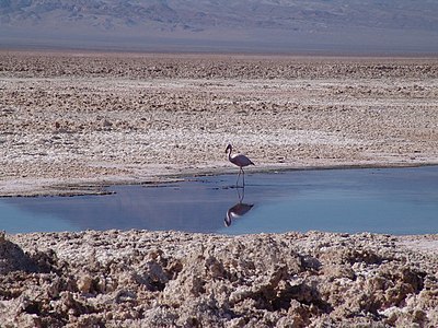 La regiono San-Pedro de Atakama, rozkolora flamengo ĉe la Salar de Atacama (Salejo de Atakama) (3200 m altitudo)