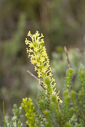 Espécime de Agathelpis dubia