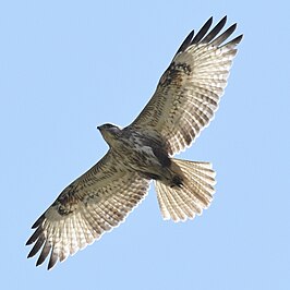 Japanse buizerd