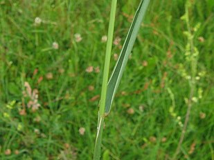 elytrigia_repens