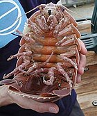 4. Giant isopod