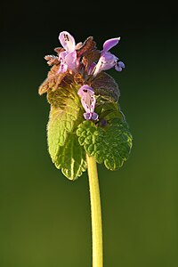 Lamium purpureum, by Ermell