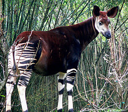 Okapi (Okapia johnstoni)