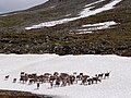 Caribou, gibier terrestre important pour les Béothuks et les Mi'kmaqs. Paysage tel qu'il a pu être au début de la déglaciation