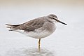 Image 14 Grey-tailed Tattler Photo: JJ Harrison The Grey-tailed Tattler (Tringa brevipes) is a small shorebird native to northeast Siberia. It is strongly migratory and winters on muddy and sandy coasts from southeast Asia to Australia. It is closely related to and physically resembles the North American Wandering Tattler. More selected pictures