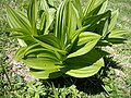 Veratrum album