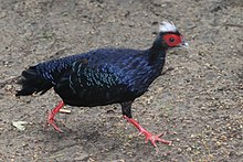 Vietnam Pheasant (Male)