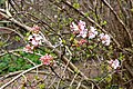 * Nomination: Viburnum Farberi at Kew Gardens --Mike Peel 06:52, 12 August 2024 (UTC) * * Review needed