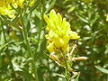 Genista tinctoria