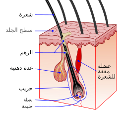 بصيلة الشعرة