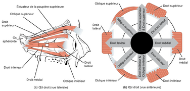 Muscles des yeux.