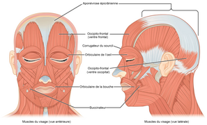 Muscles faciaux