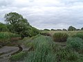 Süßwasserwatt bei Niedrigwasser