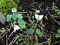 Trillium rivale