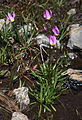 Alpine shooting star (Dodecatheon alpinum)