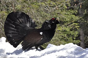 Cocoșul de munte (Tetrauo Urogallus)