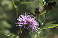 Centaurea jacea