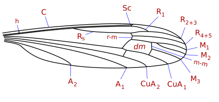 Cylindrotoma wing veins: Nematocera