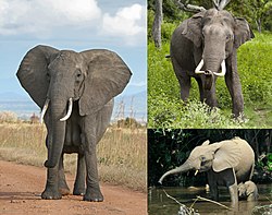 Elephant Diversity