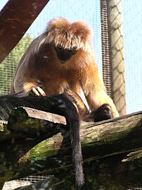 Trachypithecus auratus auratus Twycross Zooan.