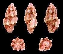 Lienardia rubida, shell