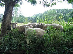 Moutons dans le Marais poitevin, France, 2007