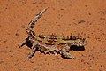 Bergduivel (Moloch horridus)