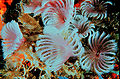 Feather duster worms Eudistylia polymorpha