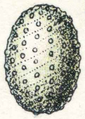 Français : Oeuf de eubolie English: Egg of Catarhoe moth genus (??)